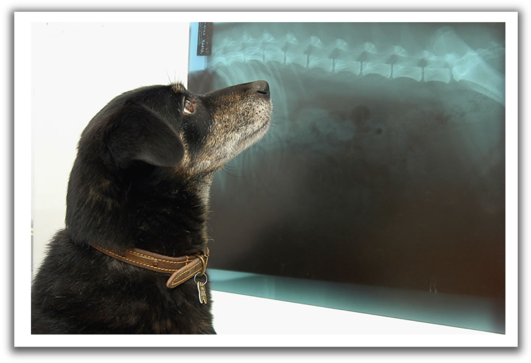 Veterinary Diagnostic Imaging Corning Animal Hospital