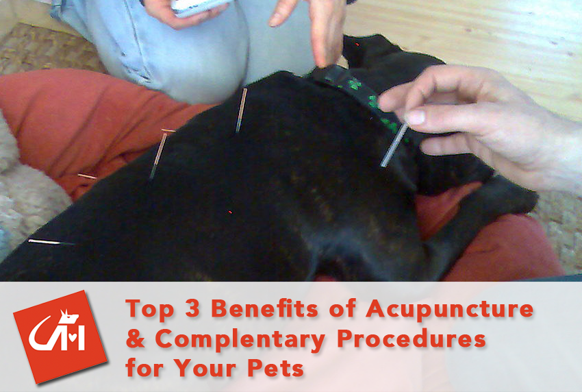 Top 3 Benefits of Acupuncture & Complementary Medicine For Your Pets
