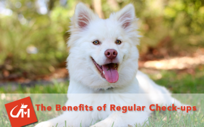 The Benefits of Regular Checkups