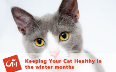 Keeping Your Cat Healthy In the Winter Months