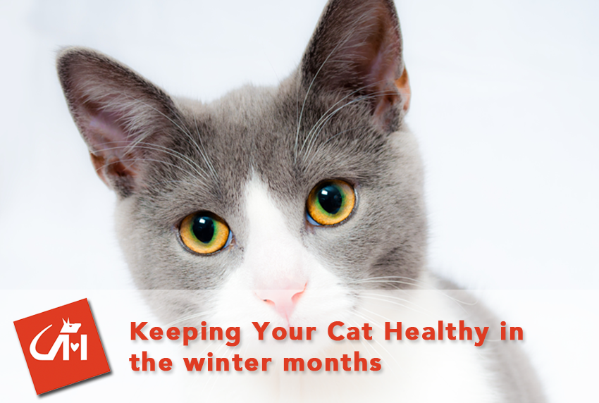 Keeping Your Cat Healthy In the Winter Months