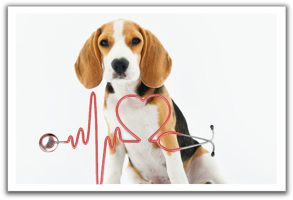 Internal Medicine for Pets Veterinary Care Corning Animal Hospital